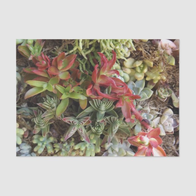 Suculento papel de tejidos (Anverso)