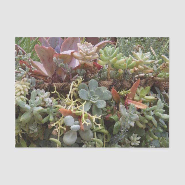 Suculento papel de tejidos (Anverso)