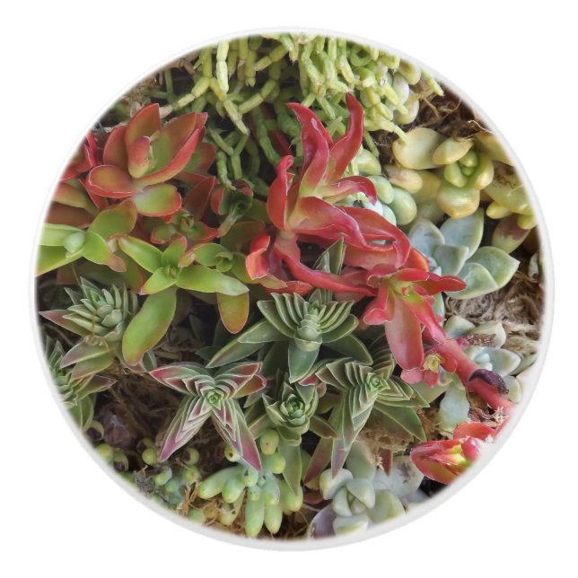 Suculento pomo de cerámica Personalizado (Anverso)