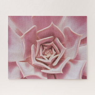 Suculento rompecabezas de la planta de Rosa rosado