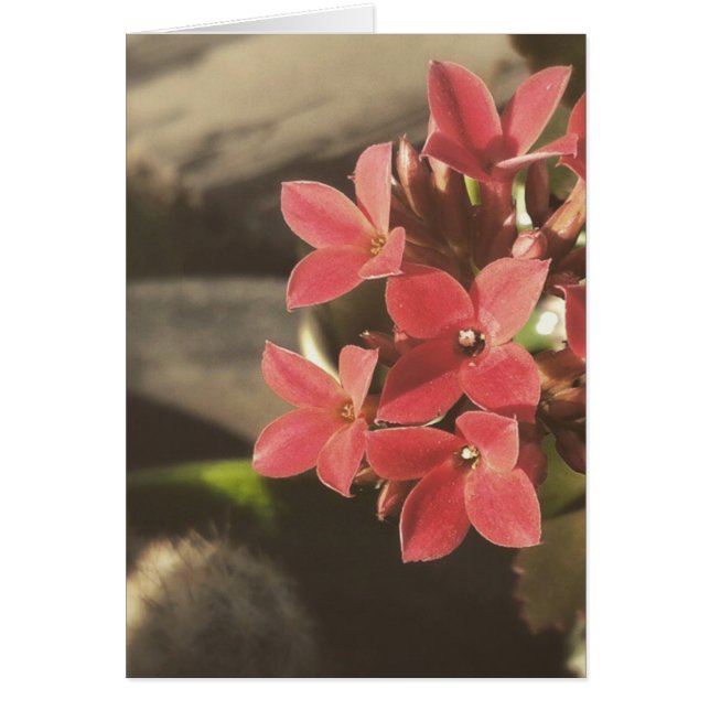 Suculentos florecientes en mi jardín (Frente)