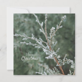 Sucursal Evegreen de Feliz Navidad