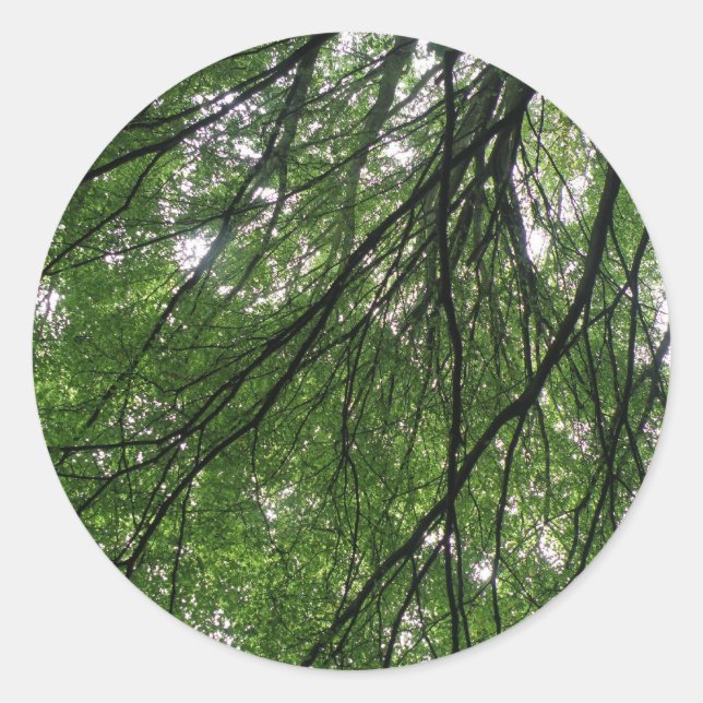 Sucursales y Pegatinas de hojas (Anverso)