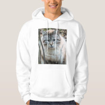 Gato