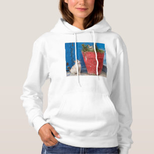 Sudadera Gatos jugando alrededor, Rabat, Marruecos