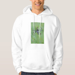 Sudadera Libélula posada en la hierba, Canadá