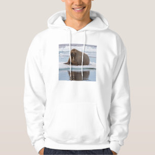 Sudadera Morsa descansando sobre hielo, Noruega