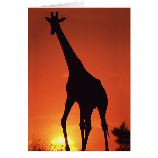 Sudáfrica, Kruger NP.  Jirafa (Giraffa (Frente)