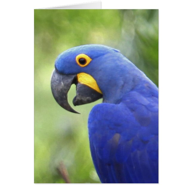 Sudamérica, Brasil, Pantanal (Frente)