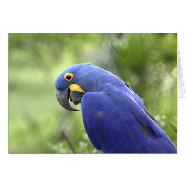 Sudamérica, Brasil, Pantanal (Anverso (Horizontal))