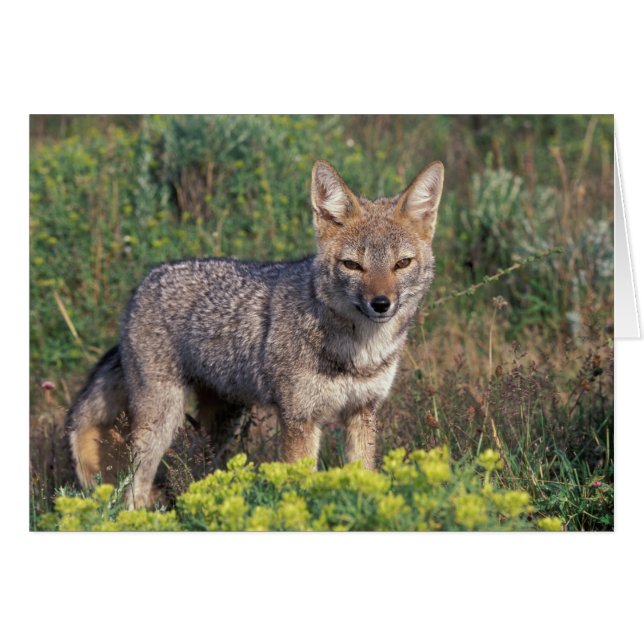 Sudamérica, Chile, Torres del Paine NP, (Anverso (Horizontal))