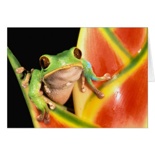 Sudamérica, Ecuador, Amazonas. Rana de árbol