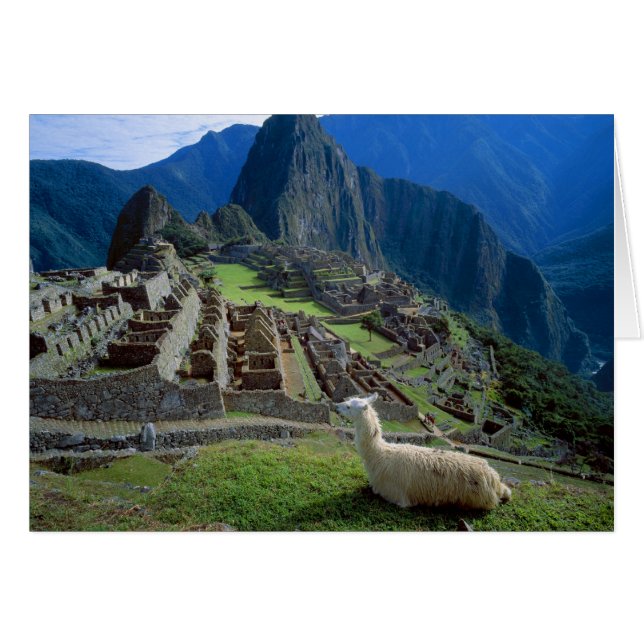 Sudamérica, Perú. Una llama descansa sobre una col (Anverso (Horizontal))