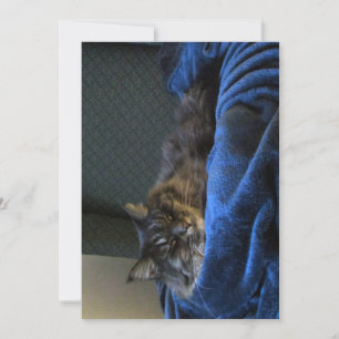 Sueño divertido del gato Maine Coon