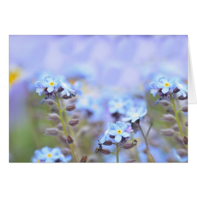 Sueño en azul (Anverso (Horizontal))