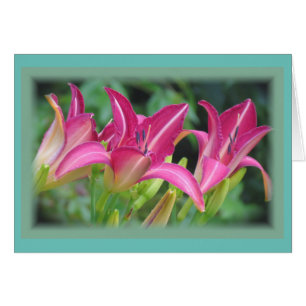 Sueños de Fuchsia - Daylilies