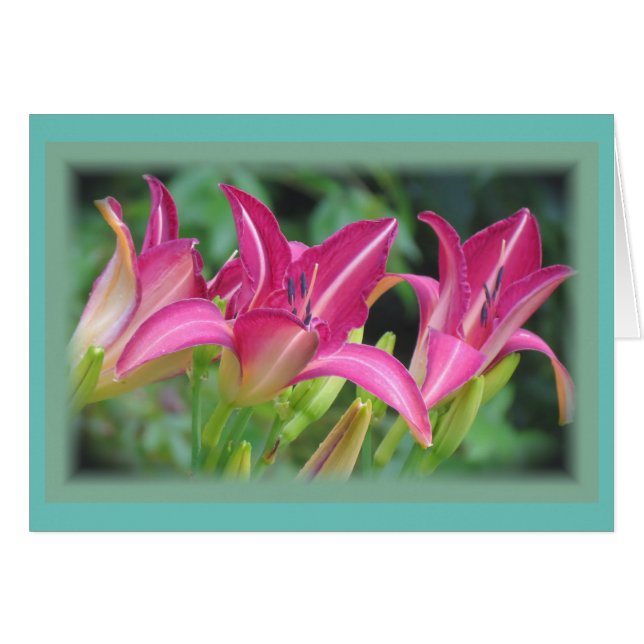 Sueños de Fuchsia - Daylilies (Anverso (Horizontal))