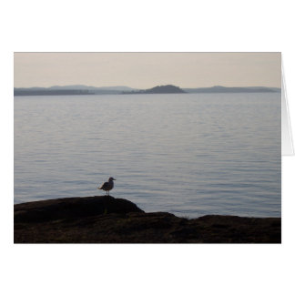 Sueños de gaviota