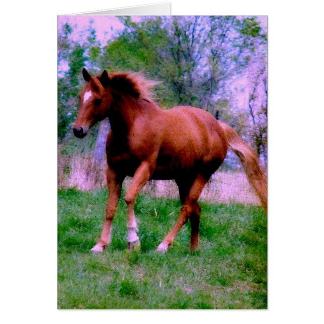 Sueños de primavera, trotamundos de acedera (Frente)