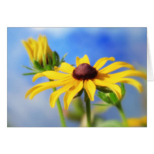 Sueños del verano del Rudbeckia