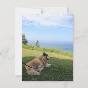 Suka disfruta de la postal de Cape George