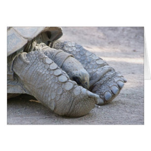 Sulcata Tortoise