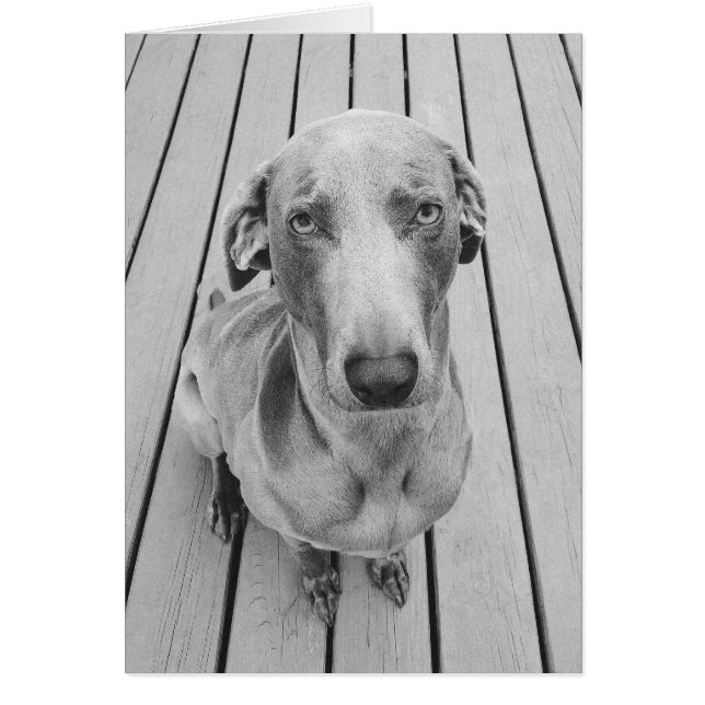 Sullen Weimaraner B&W (Frente)