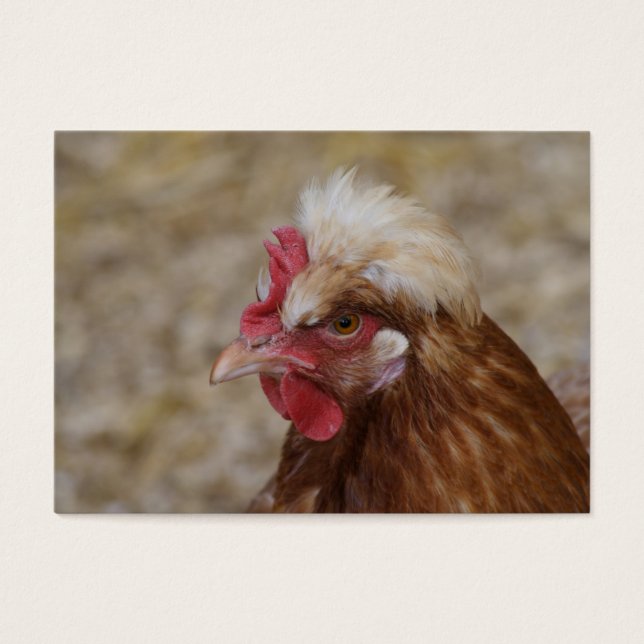 Sulmtaler Hen (Frente)