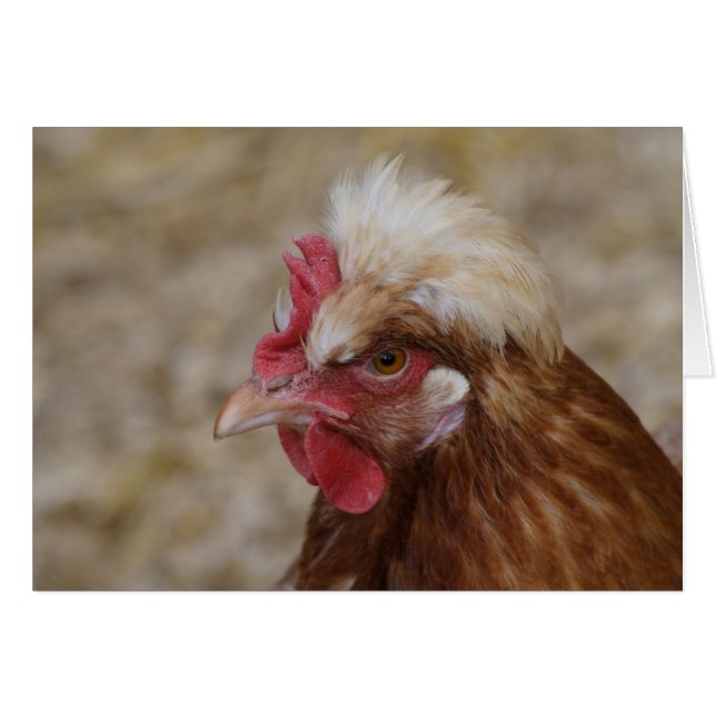 Sulmtaler Hen (Anverso (Horizontal))