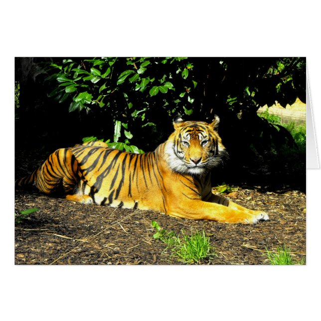 Sumatran tiger big cat card (Anverso (Horizontal))
