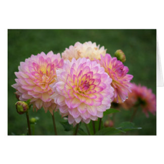 Summer Dahlia