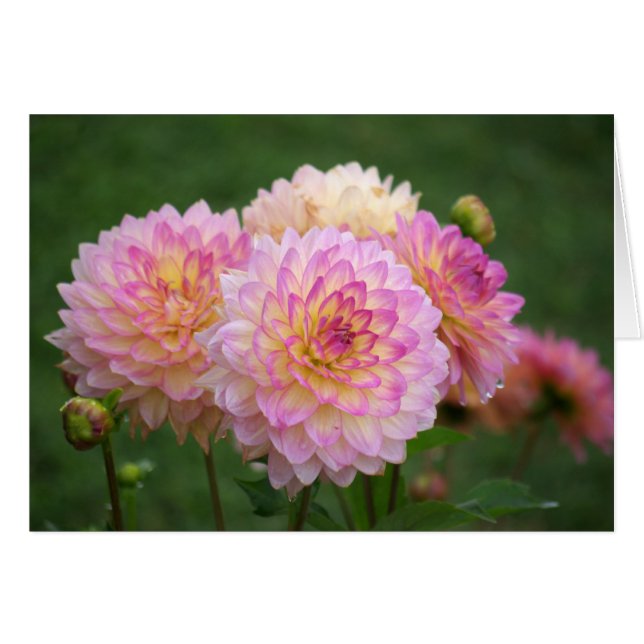 Summer Dahlia (Anverso (Horizontal))