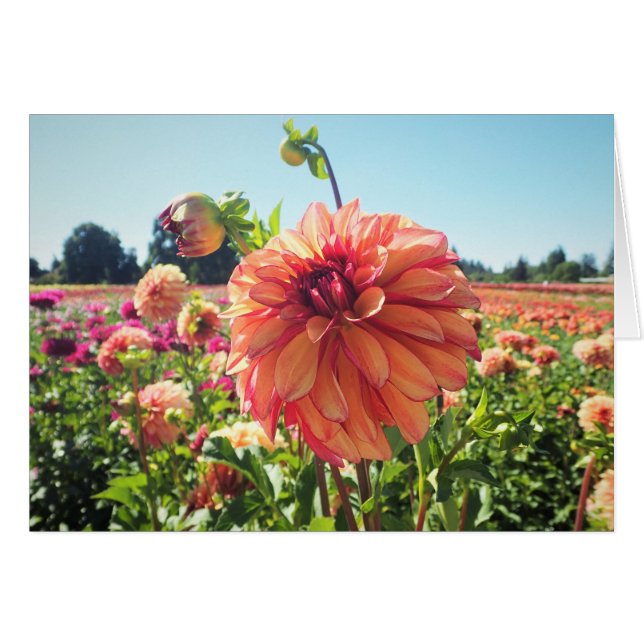 Summer Dahlia (Anverso (Horizontal))