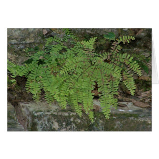 Summer Fern