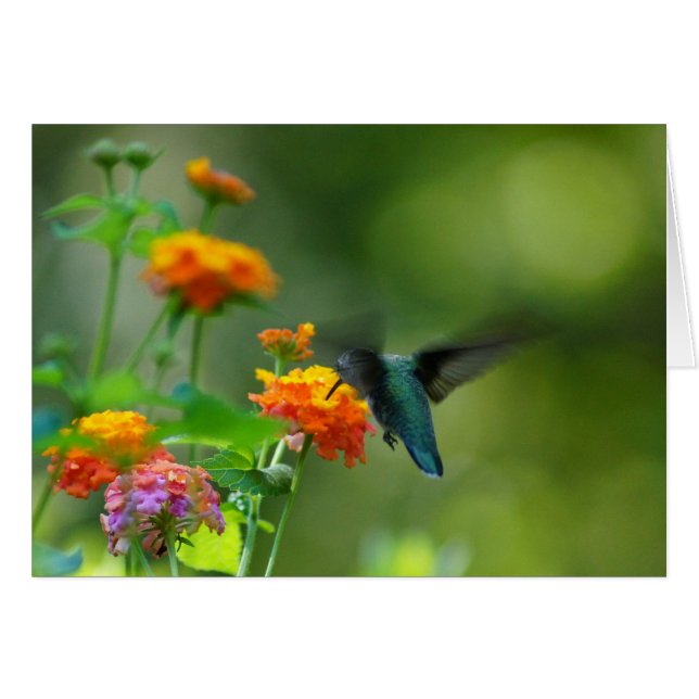 Summer Hummer Faith (Anverso (Horizontal))