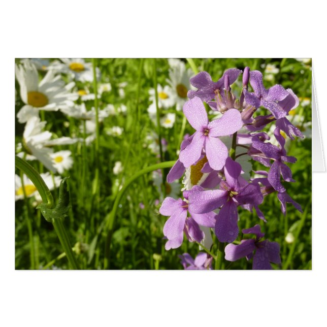 Summer Lilac y Daisies (Anverso (Horizontal))