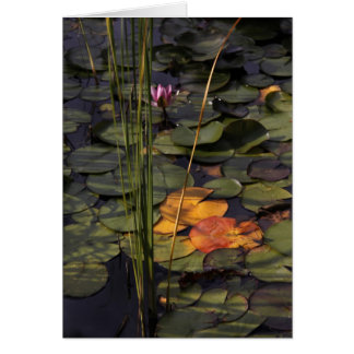 Summer Lilly Pond