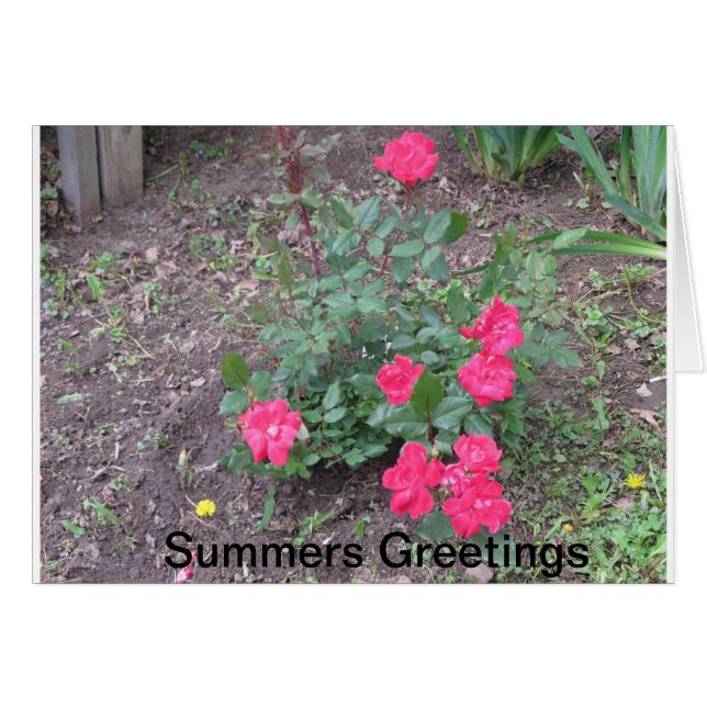 Summers Love (Anverso (Horizontal))