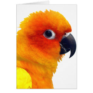 Sun brillante Conure