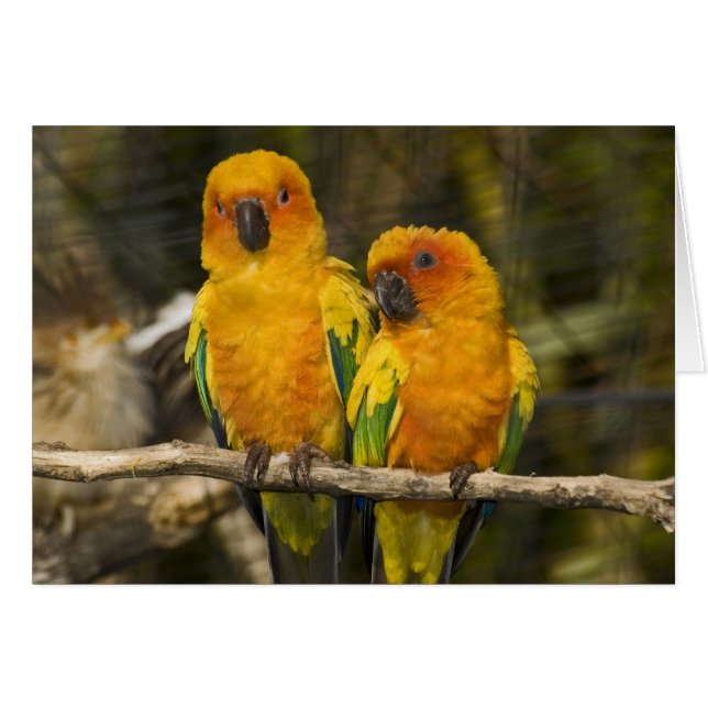 Sun Conure (Anverso (Horizontal))