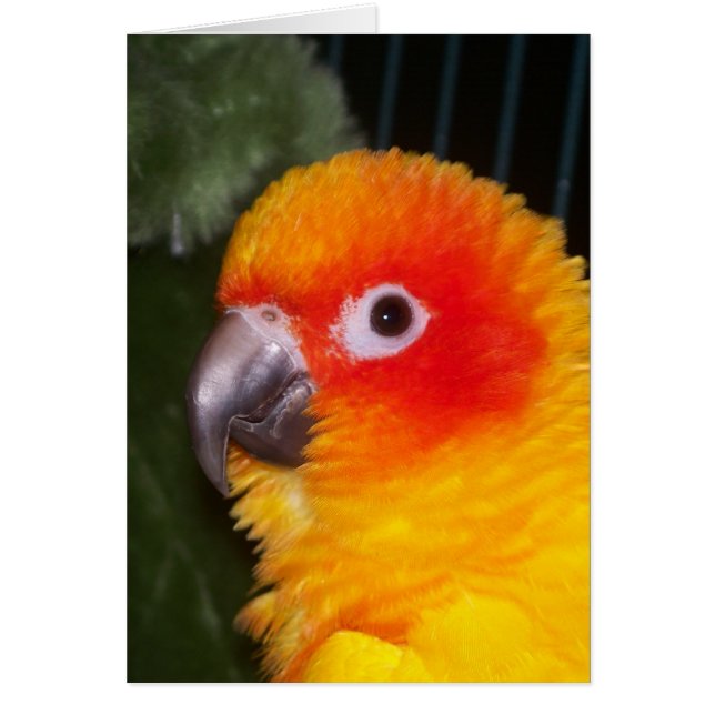 Sun Conure (Frente)