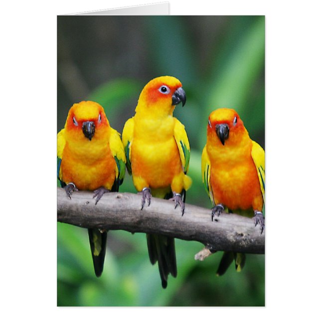 Sun Conures (Frente)