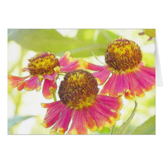 Sun mojó Heleniums