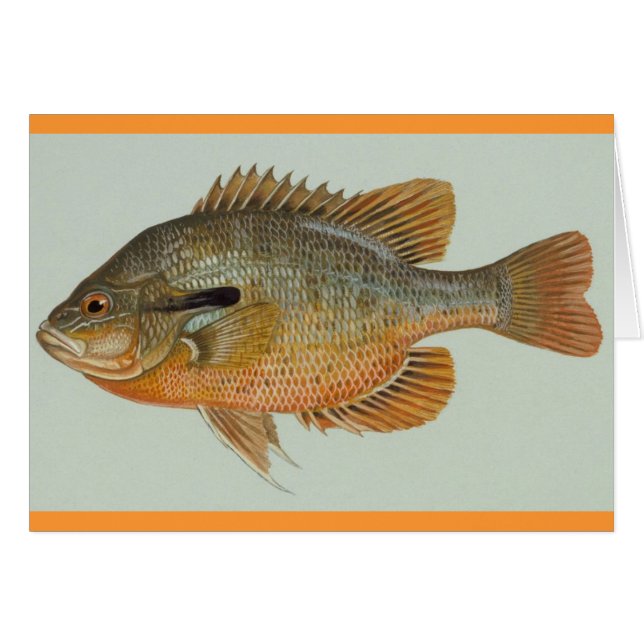 Sunfish de Redbreast - auritus del Lepomis (Anverso (Horizontal))