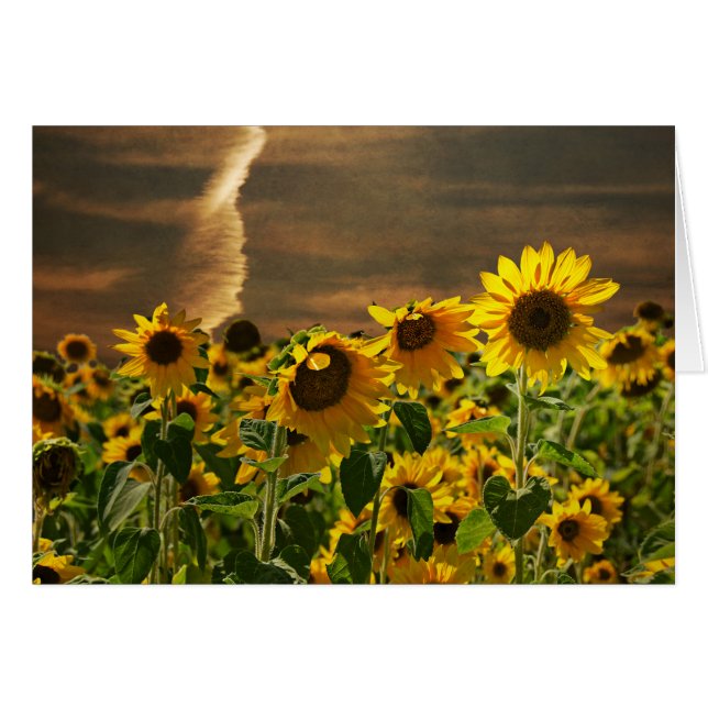Sunflower (Anverso (Horizontal))