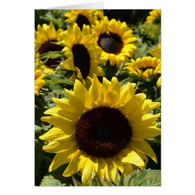 Sunflower (Frente)