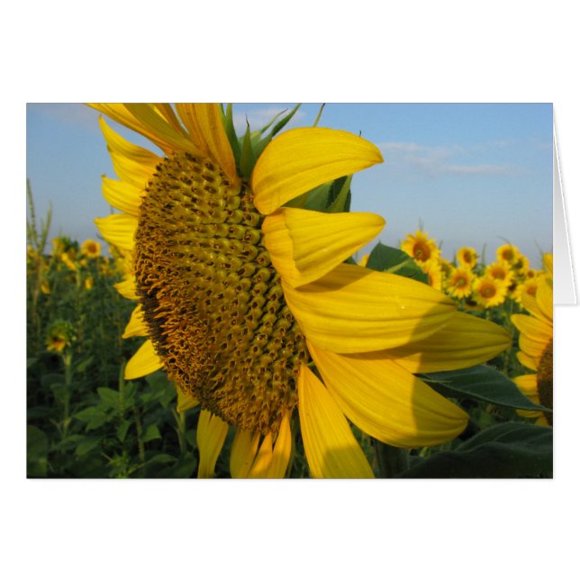 Sunflower (Anverso (Horizontal))
