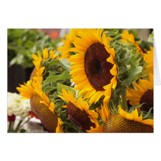 Sunflower (Anverso (Horizontal))