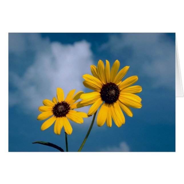 Sunflower (Anverso (Horizontal))