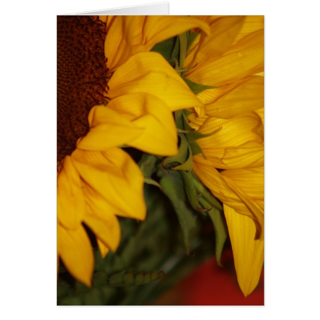 Sunflower (Frente)